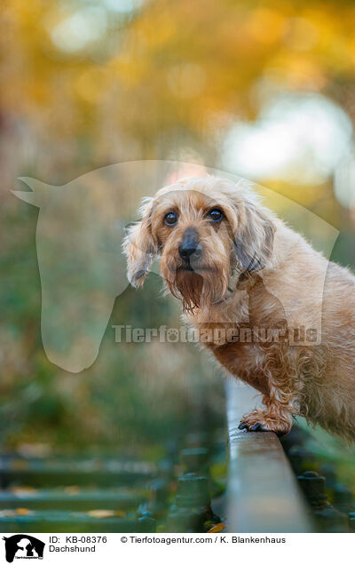 Dachshund / KB-08376