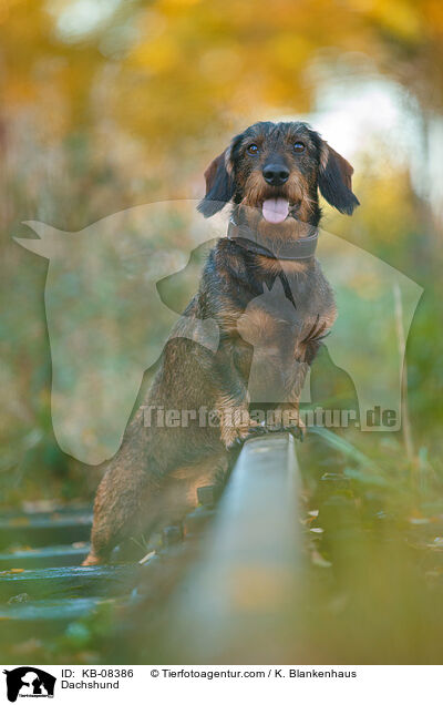 Dachshund / KB-08386