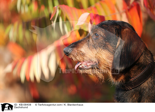 Dachshund / KB-08408