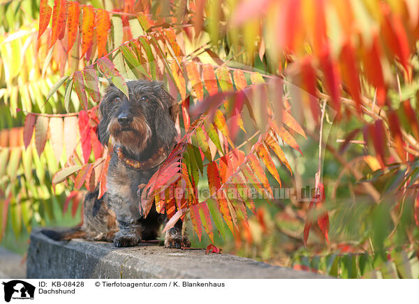Dackel / Dachshund / KB-08428