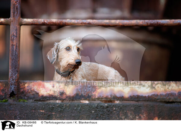 Dackel / Dachshund / KB-08486