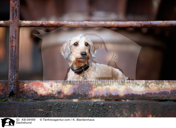 Dackel / Dachshund / KB-08489