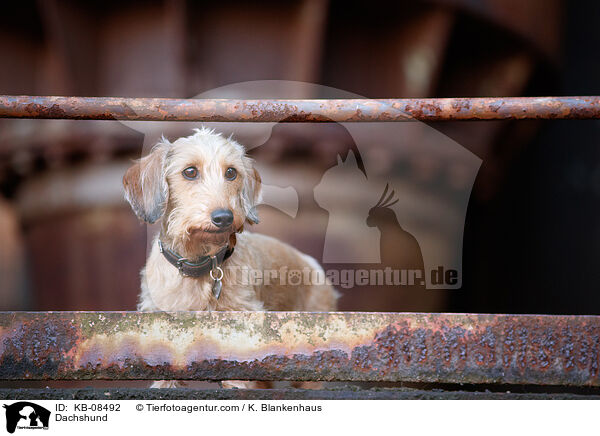 Dackel / Dachshund / KB-08492