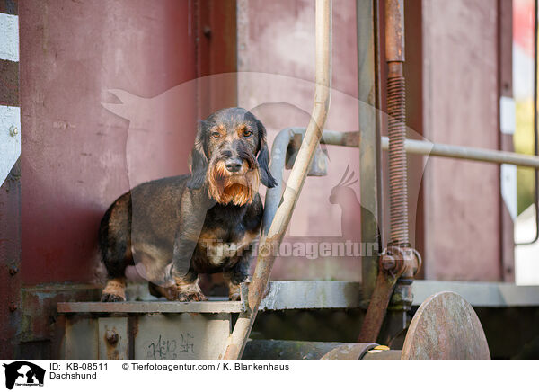 Dachshund / KB-08511