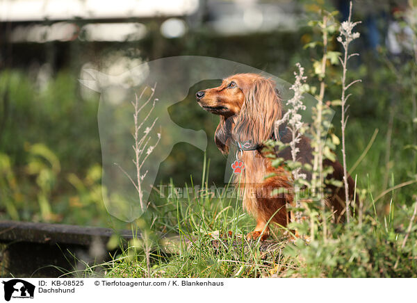 Dachshund / KB-08525