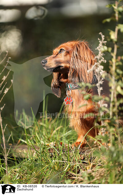 Dachshund / KB-08526