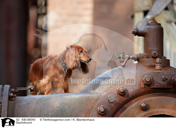 Dackel / Dachshund / KB-08540