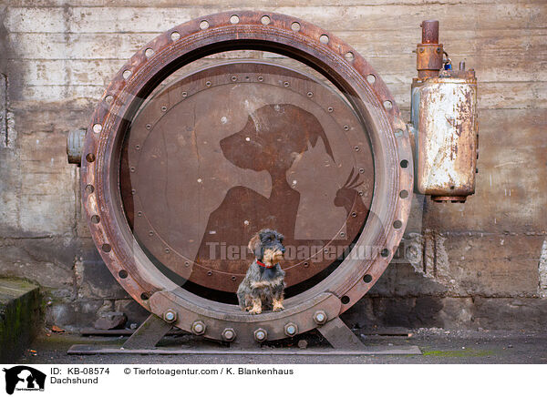 Dackel / Dachshund / KB-08574