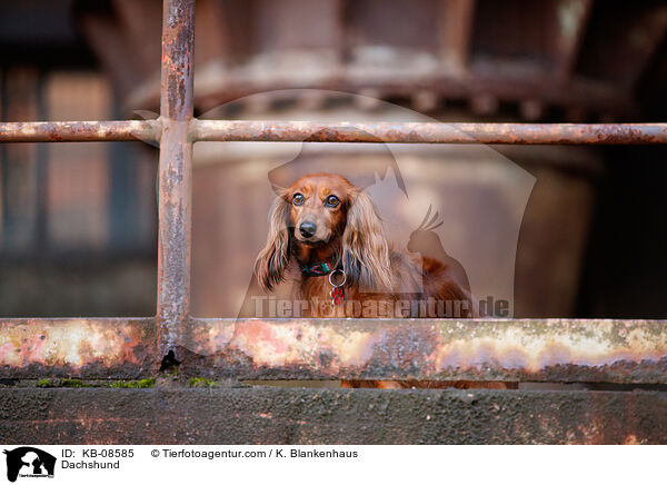 Dachshund / KB-08585