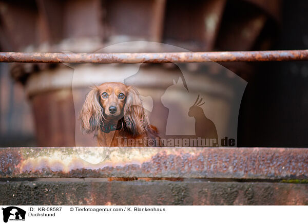 Dackel / Dachshund / KB-08587