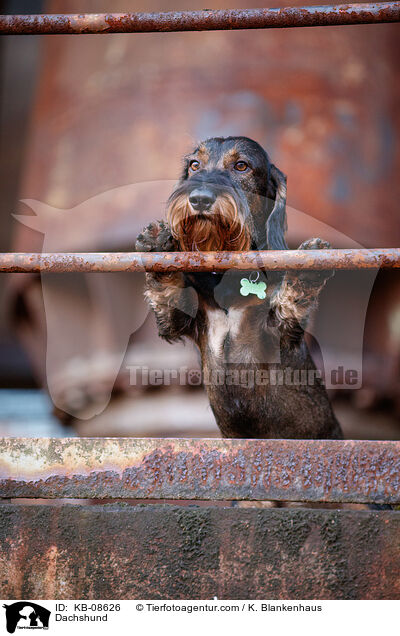 Dackel / Dachshund / KB-08626