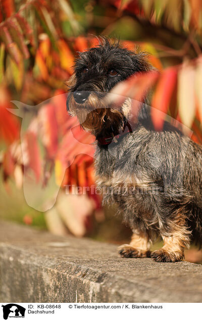 Dackel / Dachshund / KB-08648