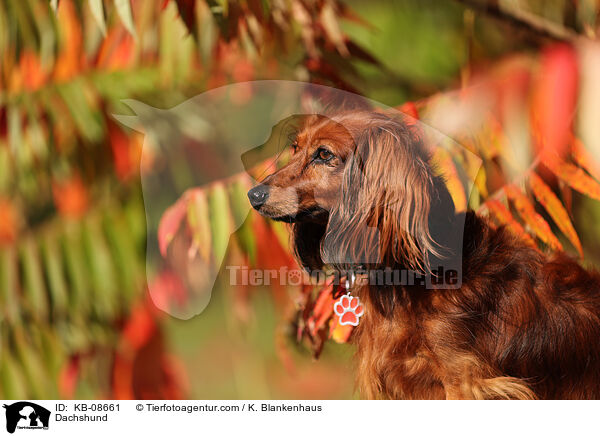 Dackel / Dachshund / KB-08661