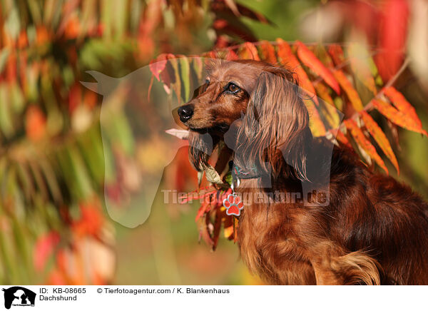 Dackel / Dachshund / KB-08665