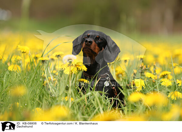 Dackel / Dachshund / KB-08806