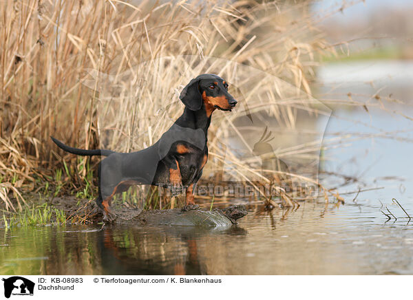 Dachshund / KB-08983