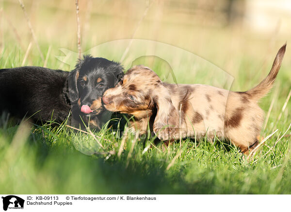 Dachshund Puppies / KB-09113