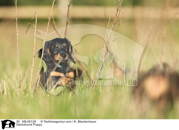 Dackel Welpe / Dachshund Puppy / KB-09128