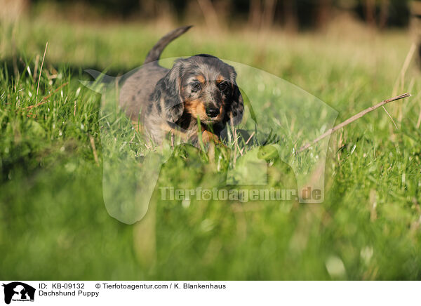 Dackel Welpe / Dachshund Puppy / KB-09132