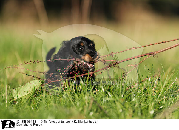 Dackel Welpe / Dachshund Puppy / KB-09143