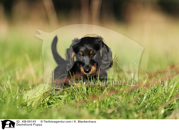 Dackel Welpe / Dachshund Puppy / KB-09145
