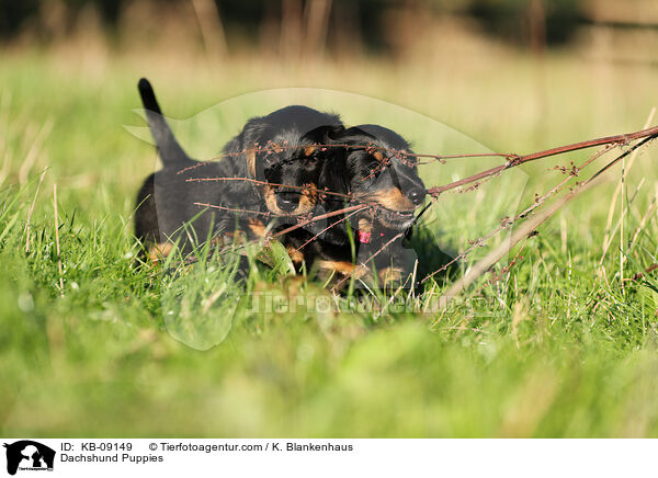 Dachshund Puppies / KB-09149