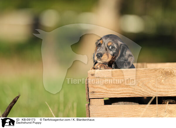 Dachshund Puppy / KB-09173