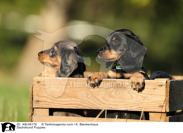 Dackel Welpen / Dachshund Puppies / KB-09176