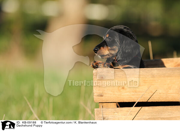 Dachshund Puppy / KB-09188