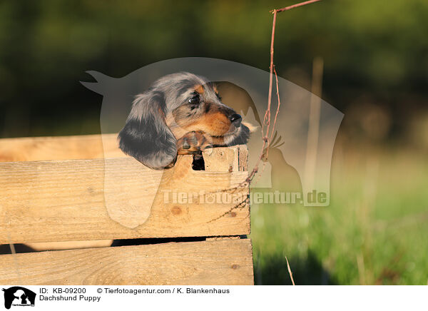 Dackel Welpe / Dachshund Puppy / KB-09200