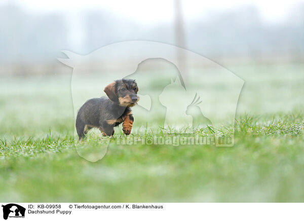 Dackel Welpe / Dachshund Puppy / KB-09958