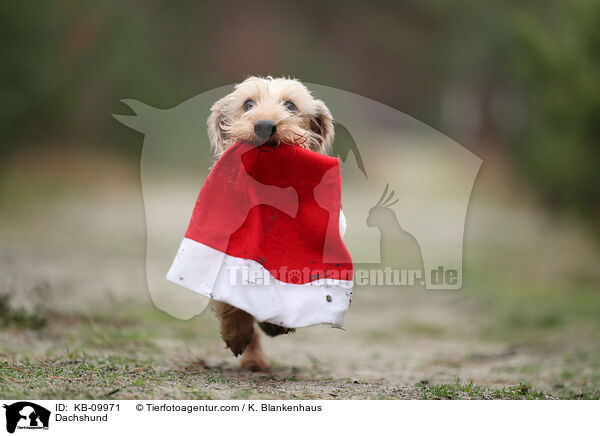 Dachshund / KB-09971