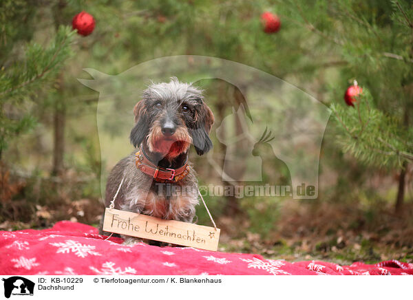 Dachshund / KB-10229