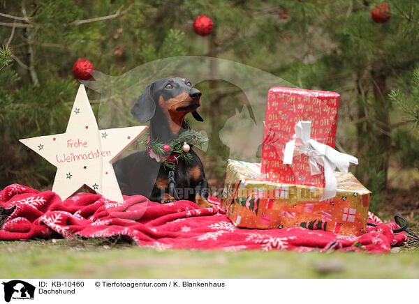Dackel / Dachshund / KB-10460