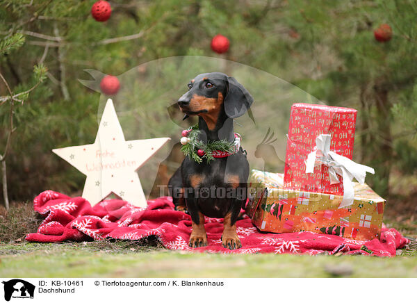 Dackel / Dachshund / KB-10461