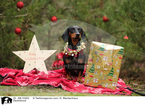 Dackel / Dachshund / KB-10463