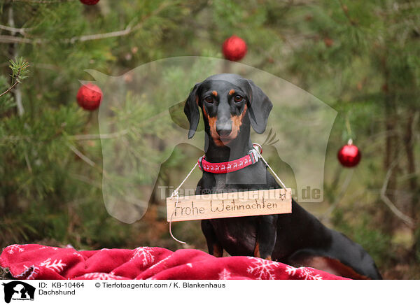 Dachshund / KB-10464
