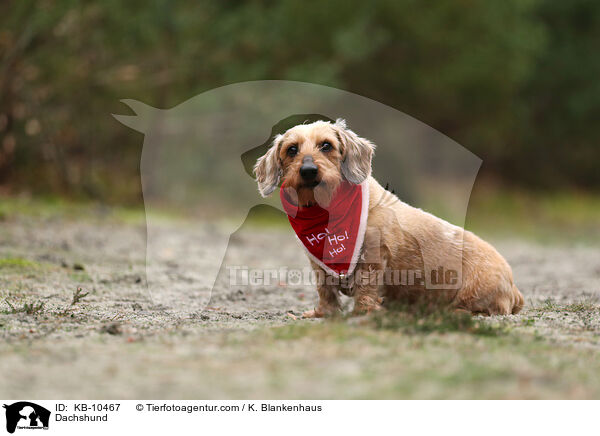 Dachshund / KB-10467