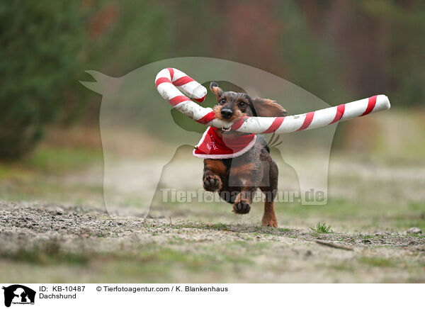 Dackel / Dachshund / KB-10487