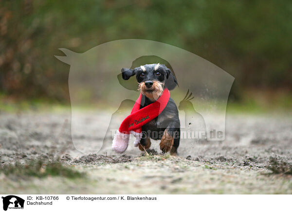 Dachshund / KB-10766