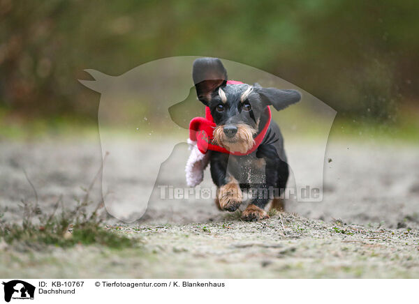 Dackel / Dachshund / KB-10767