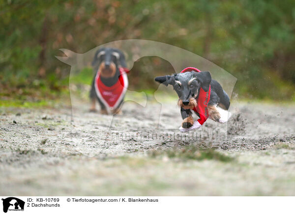 2 Dackel / 2 Dachshunds / KB-10769