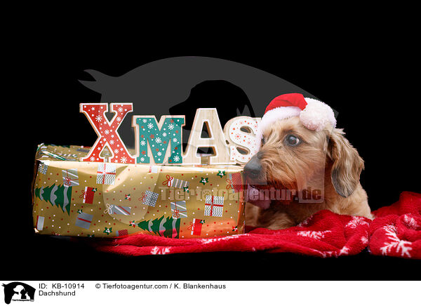 Dachshund / KB-10914
