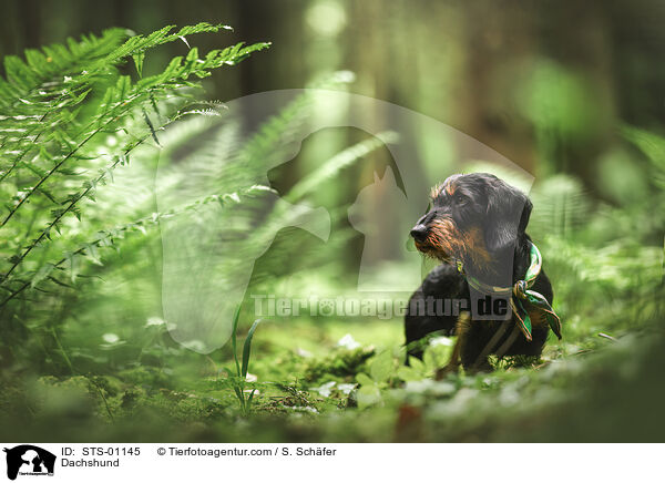Dachshund / STS-01145