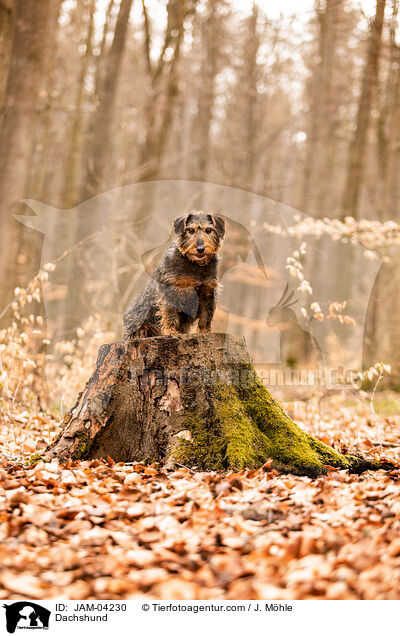 Dachshund / JAM-04230