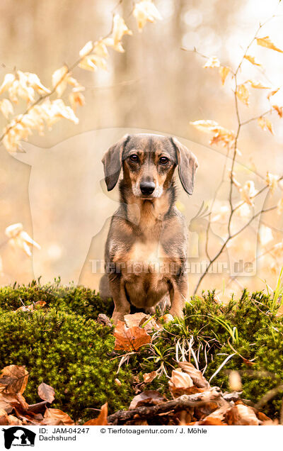 Dackel / Dachshund / JAM-04247