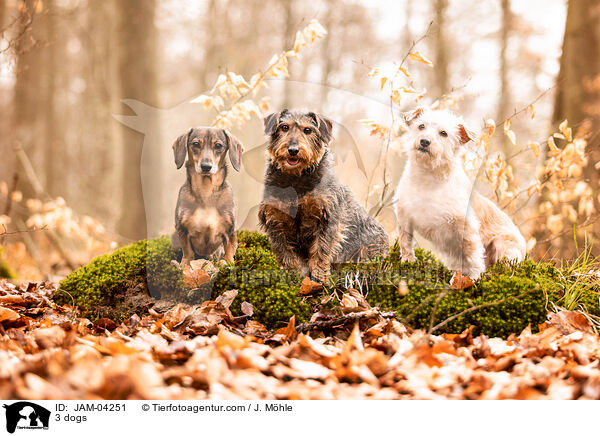 3 dogs / JAM-04251