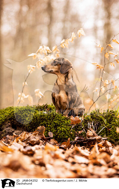 Dackel / Dachshund / JAM-04252