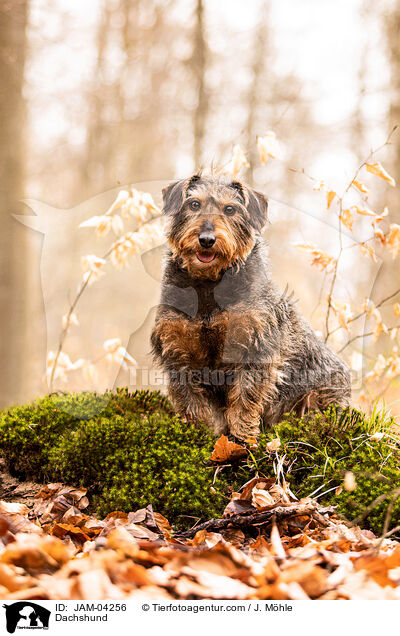 Dackel / Dachshund / JAM-04256