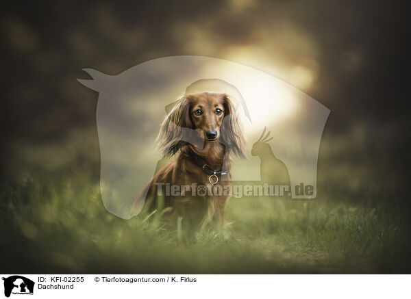 Dachshund / KFI-02255